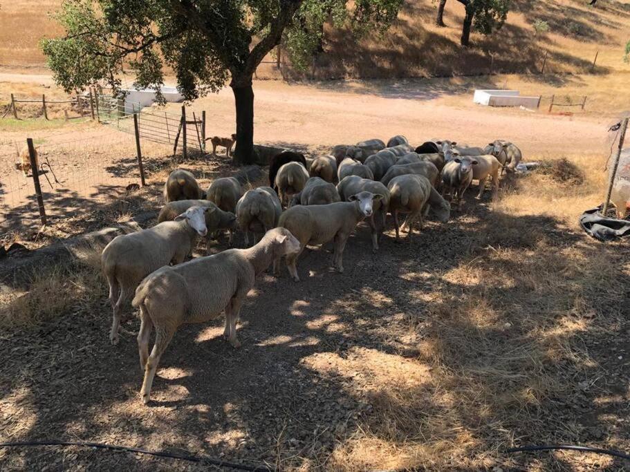 雷东多Casa Do Forno Evora Retreat别墅 外观 照片