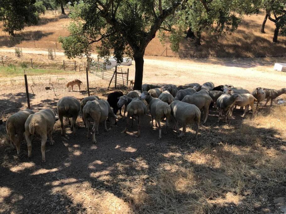 雷东多Casa Do Forno Evora Retreat别墅 外观 照片